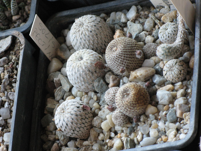 M pectinifera sau Solisia alaturi de Ailostera - CACTACEAE - diverse specii si genuri