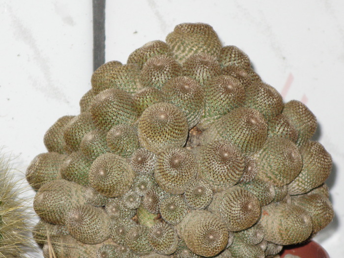 REBUTIA HELIOSA - CACTACEAE - diverse specii si genuri