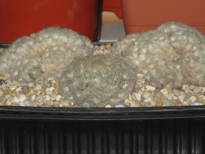 Mammillaria plumosa - CACTACEAE - diverse specii si genuri