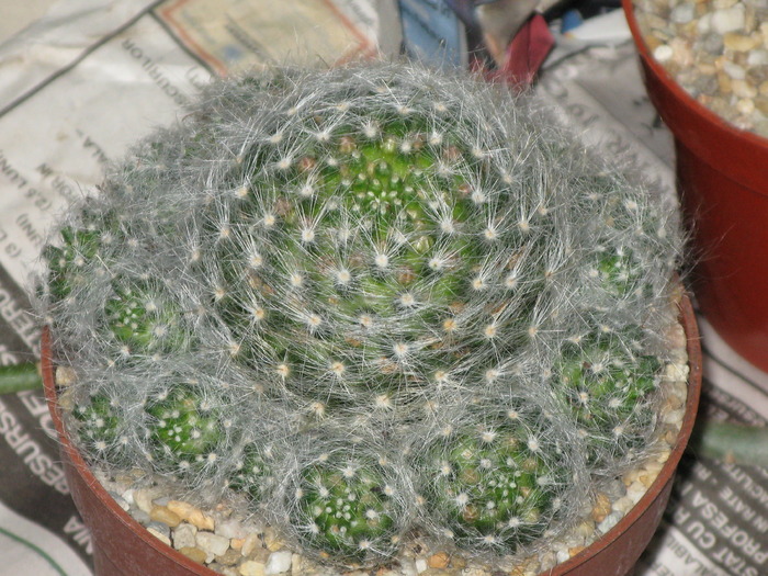 Mammillaria glassii var. ascensionis - CACTACEAE - diverse specii si genuri