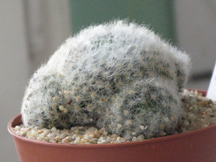 Mammillaria.aureilanata - CACTACEAE - diverse specii si genuri