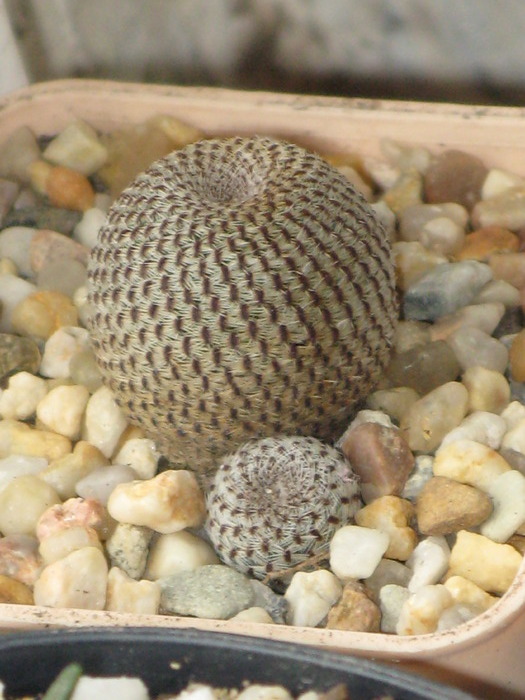 o micuta Rebutia heliosa - CACTACEAE - diverse specii si genuri