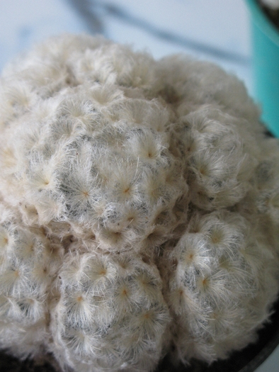 Mammillaria plumosa - CACTACEAE - diverse specii si genuri