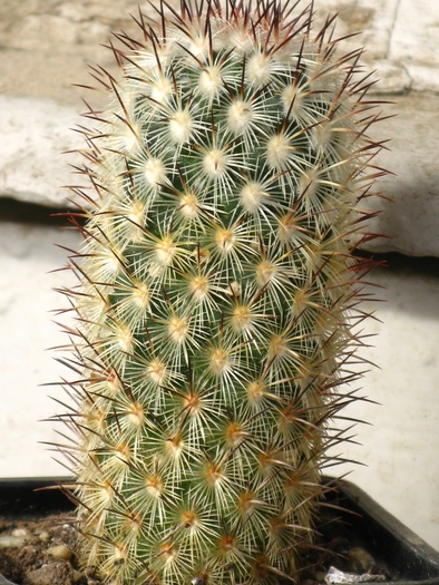 IMG_7879 - CACTACEAE - diverse specii si genuri