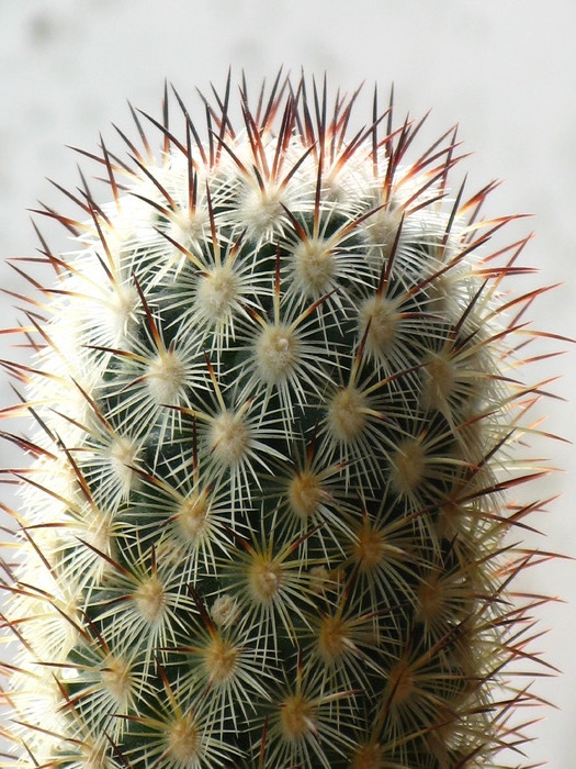 IMG_7889 - CACTACEAE - diverse specii si genuri