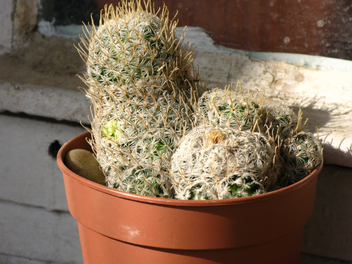 Mammillaria duwei - CACTACEAE - diverse specii si genuri