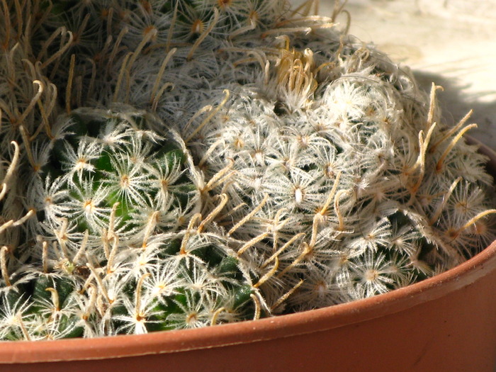 Mammillaria duwei - CACTACEAE - diverse specii si genuri