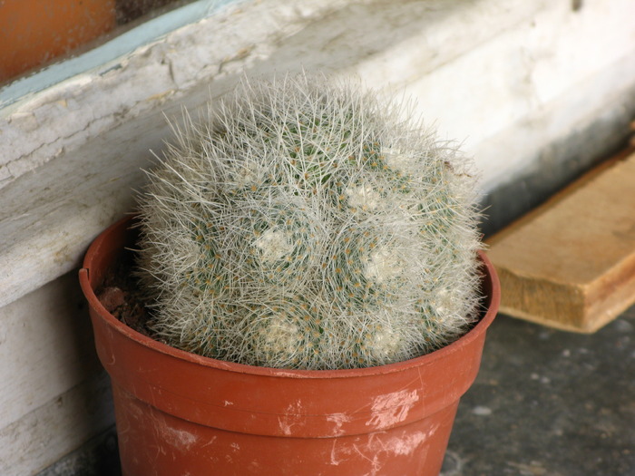 Mammillaria.lenta - CACTACEAE - diverse specii si genuri