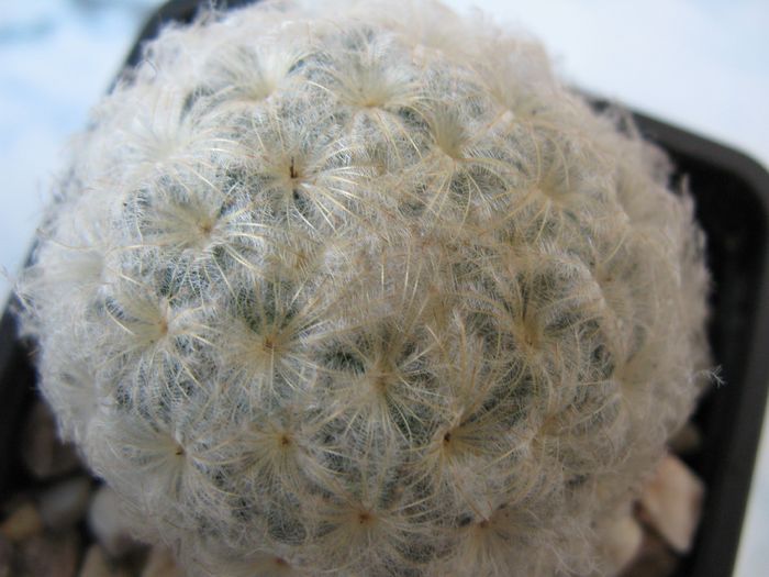 Mammillaria plumosa - CACTACEAE - diverse specii si genuri