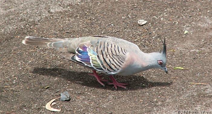 Crested Pigeon; cumpar aceasta specie de porumbel
