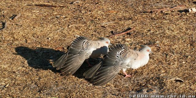 Crested Pigeons - cumpar