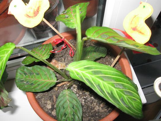 Maranta