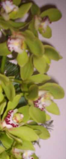 frumusete intrerupta - Orhidee