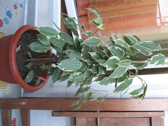 Ficus benjamina