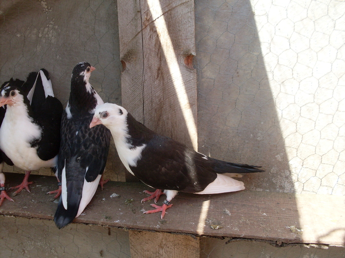Picture 063 - poze 2010