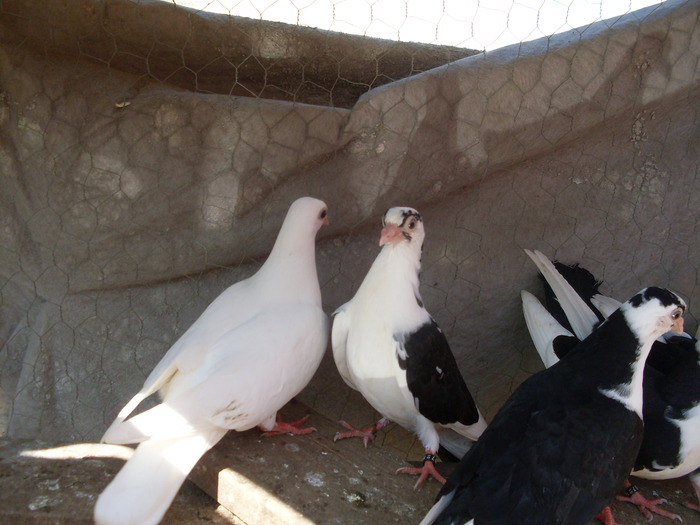 Picture 064 - poze 2010