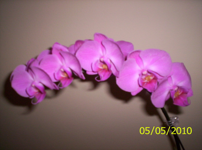 cununa de flori - Orhidee