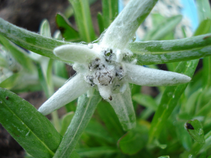 Leontopodium alpinum (2010, May 21) - LEONTOPODIUM Alpinum