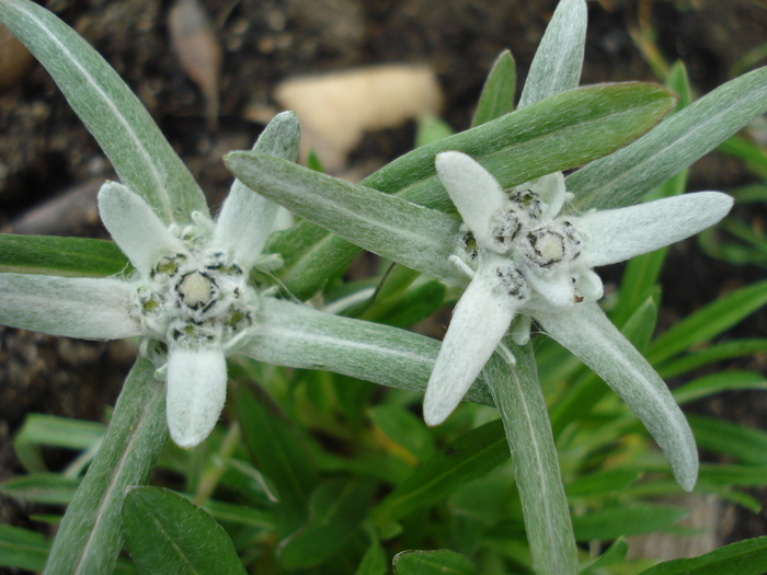 Leontopodium alpinum (2010, May 22) - LEONTOPODIUM Alpinum