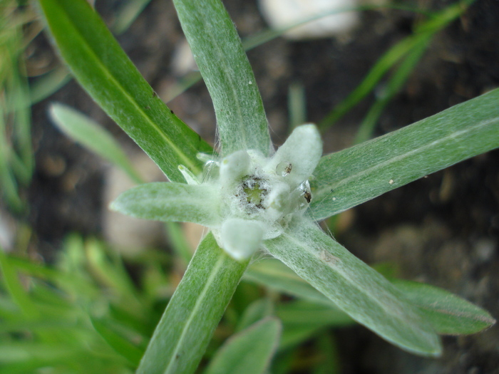 Leontopodium alpinum (2010, May 22) - LEONTOPODIUM Alpinum