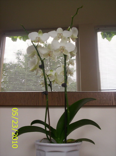 Phalaenopsis - Orhidee