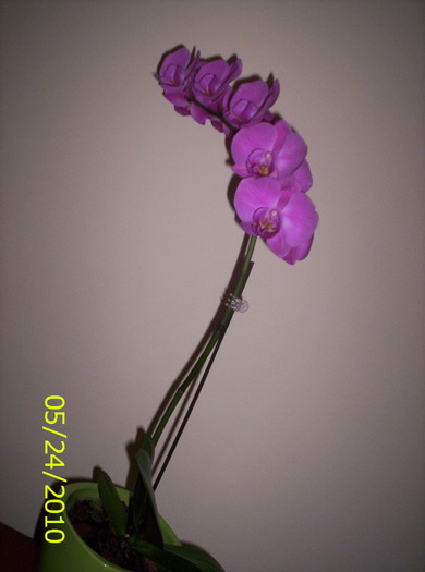 Phalaenopsis - Orhidee