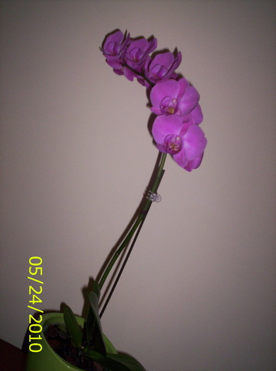 Phalaenopsis