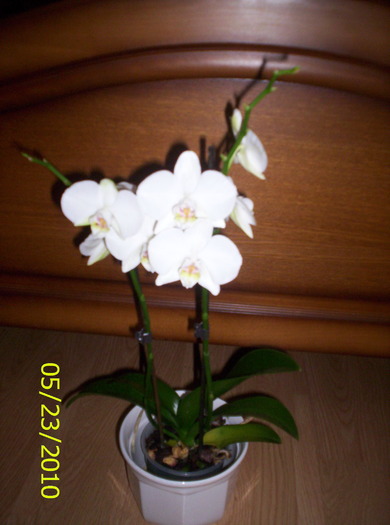 Phalaenopsis