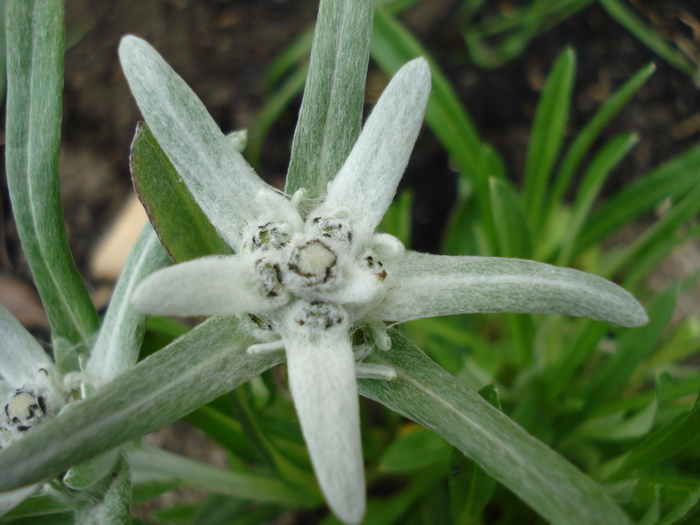 Edelweiss (2010, May 22)