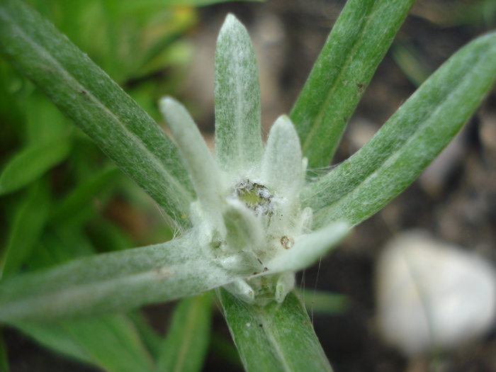 Edelweiss (2010, May 23) - LEONTOPODIUM Alpinum