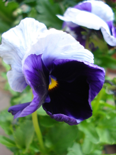 Beaconsfield pansy, 21may2010 - Beaconsfield pansy