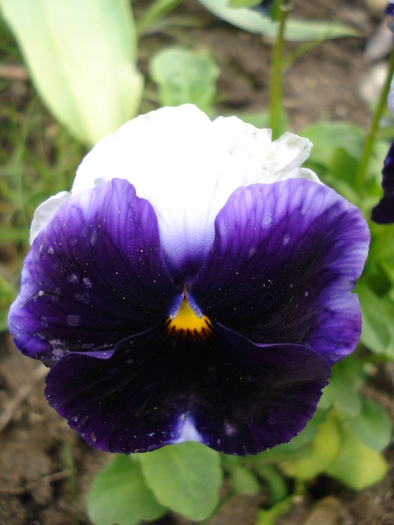 Beaconsfield pansy, 21may2010 - Beaconsfield pansy