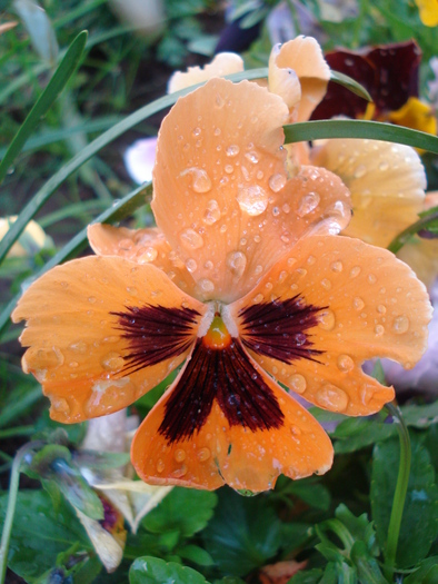 Delta Orange pansy, 21may2010 - Delta Blotch Orange pansy