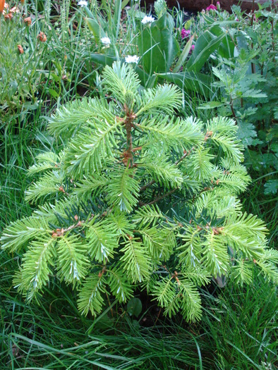 Abies koreana (2010, May 21) - Abies koreana_Korean Fir