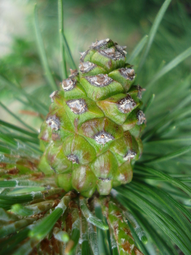 Mountain Pine Laurin (2010, May 23) - Pinus mugo Laurin