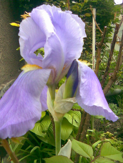 iris - Iris - stanjenel