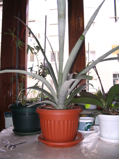 ananas mai 2010; asa arata in mai 2010 ananasul plantat in vara lui 2009.
