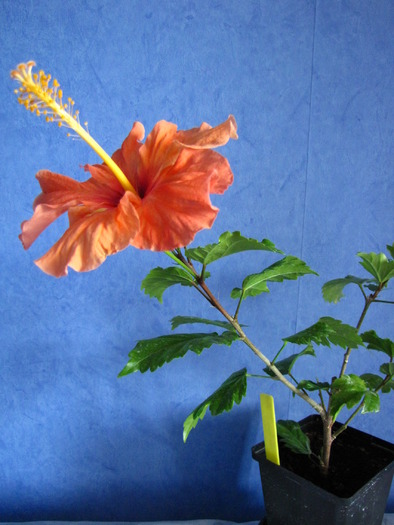 Hibi portocaliu (Mada 2009) 20 mai 2010 (1) - hibiscus