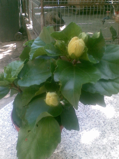 koenig - hibiscus