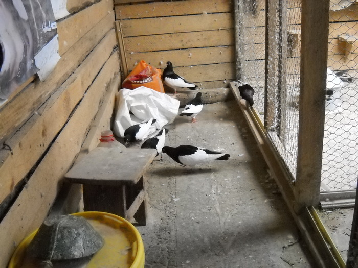 ciugulim cu elan tineresc