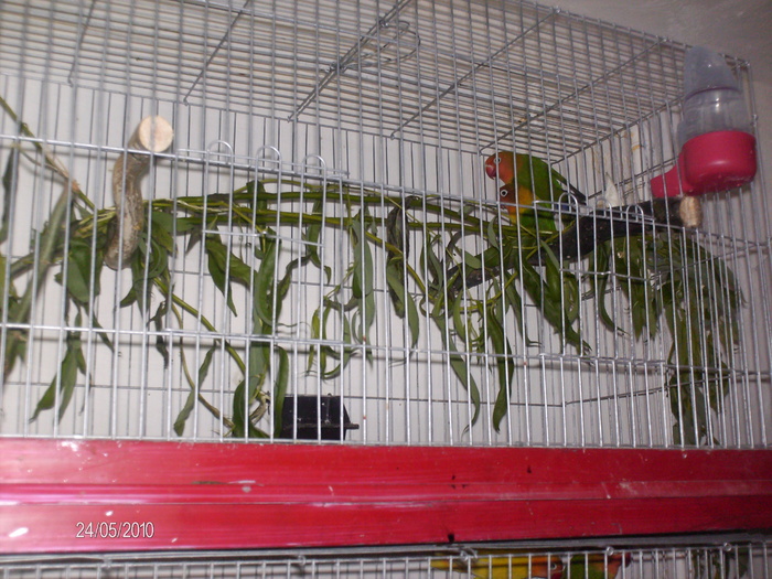 HPIM3014 - Agapornis-Pui-13