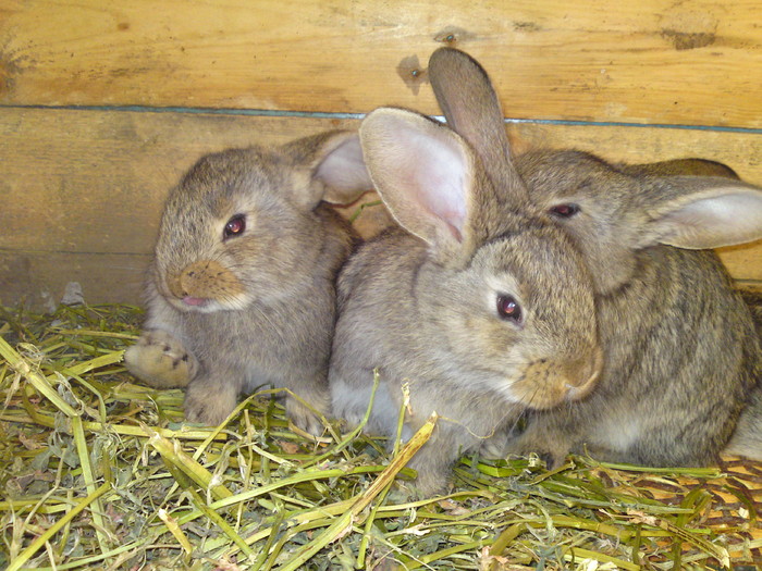 ABCD0013 - iepurii urias belgian puiet in cuib