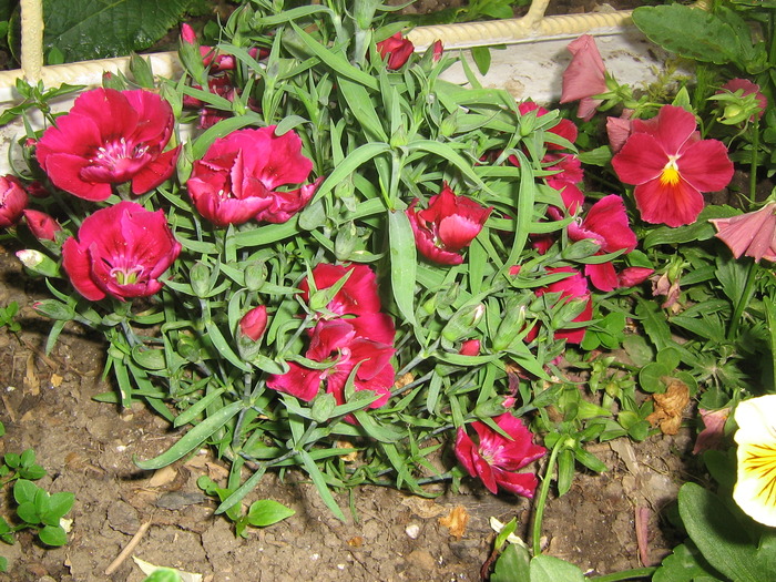 23 mai 038 - FLORI 2010