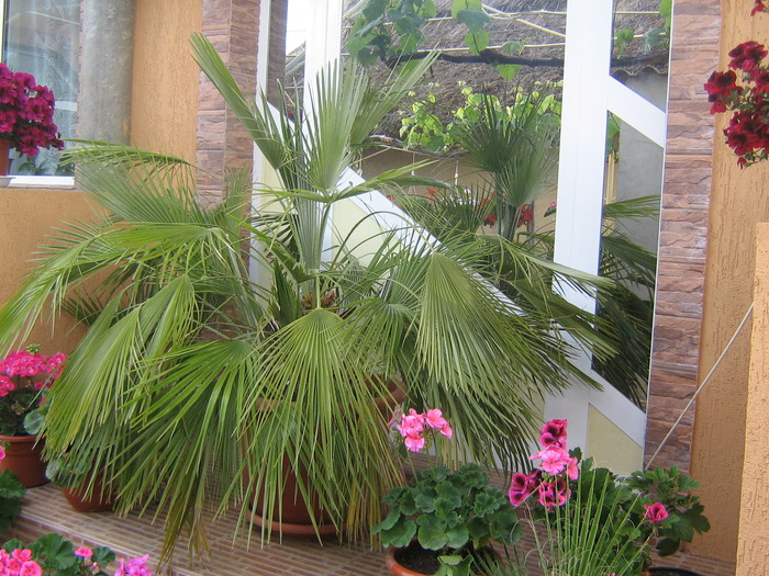 23 mai 028 - FLORI 2010
