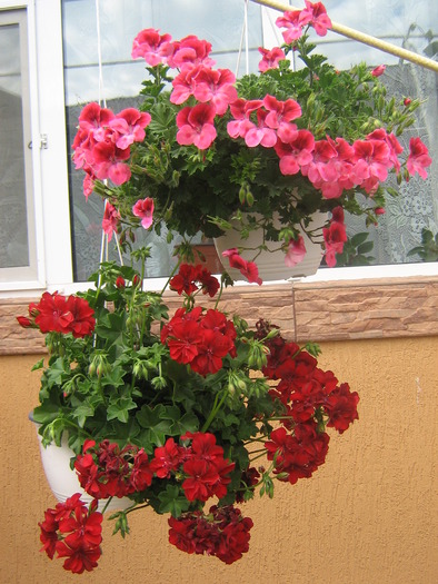 23 mai 003