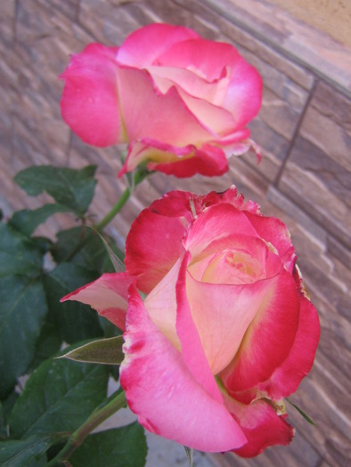 23 mai 039 - FLORI 2010