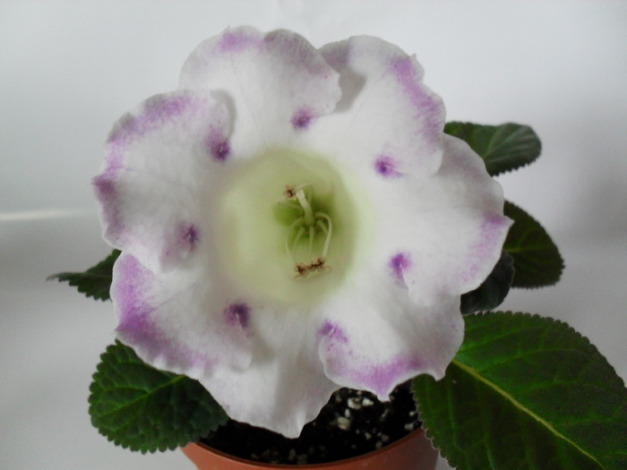 Delightful Bride - Gloxinii 2010