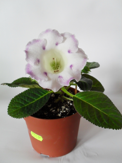 Delightful Bride - Gloxinii 2010