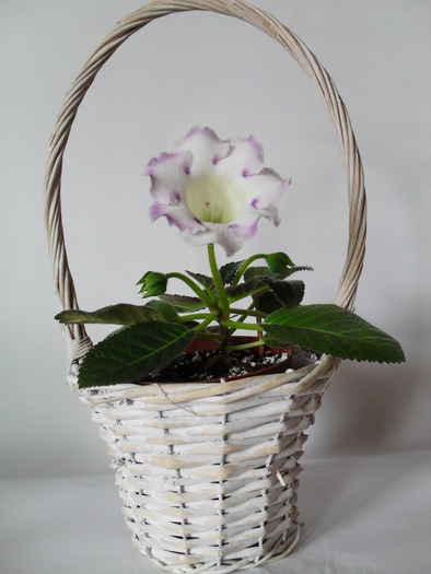 Delightful Bride - Gloxinii 2010