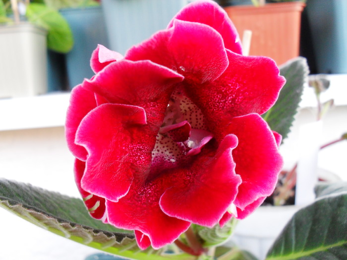 Tigrina Red Dubla 2 TR2